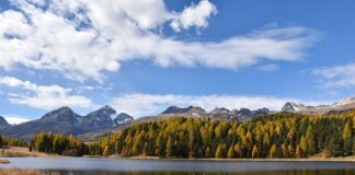Ile czasu może być założona staza?