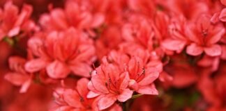 Czy kwiaty rododendrona są jadalne?