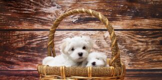 Co włożyć do pralki na sierść?