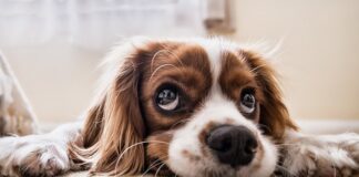 Jak oduczyć psa spania w łóżku?