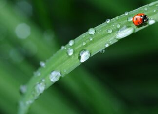 Od czego żółknie pościel?
