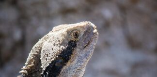 Ile kosztuje tuatara?