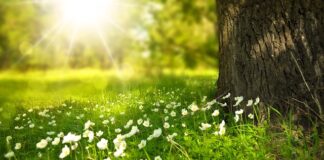 Do czego służą roślinom kwiaty?