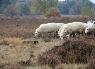 Jak nauczyć psa bezwzględnego posłuszeństwa?