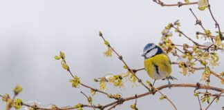 Czy forsycja może być trująca?