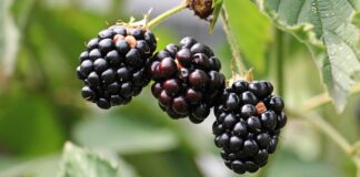 Czy mieczyki są jadalne?