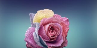 Czy płatki bratków są jadalne?