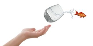 Jak powstrzymać psa przed uciekaniem?