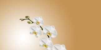 Czy storczyk jest trujący dla psów?