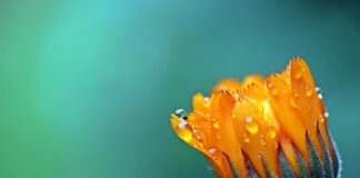 Czy wszystkie aksamitki są jadalne?