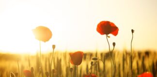 Co jest lepsze mąka czy skrobia ziemniaczana?