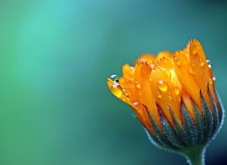 Czy aksamitki są trujące?