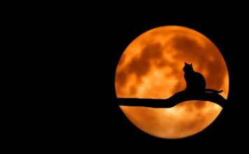 Czego nie powinno się robić kotu?