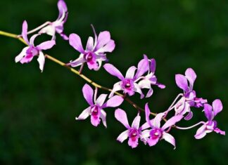 Czy dendrobium jest jadalne?
