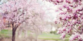 Na co pomaga magnolia?