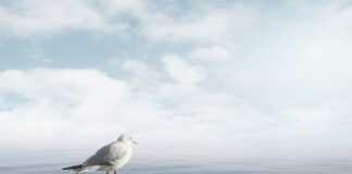 Jak uspokoić psa podczas jazdy samochodem?