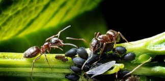 Jakie rośliny na mszyce?