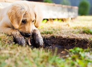 Jak dobrze wychować szczeniaka?