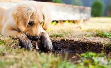 Jak dobrze wychować szczeniaka?