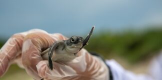 Ile trwa odbudowa jelit?