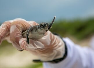 Ile trwa odbudowa jelit?