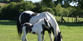 Skąd się biorą kłaczki w suszarce?