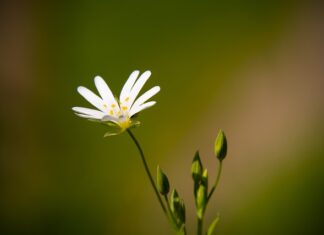 Ile goździków można żuć dziennie?