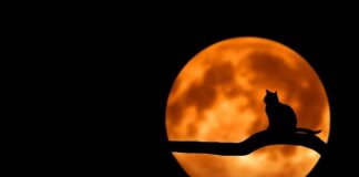 Jak przeprosić kota?