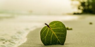 Co daje liść laurowy w praniu?