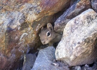 Jakie wypełnienie do legowiska dla psa?