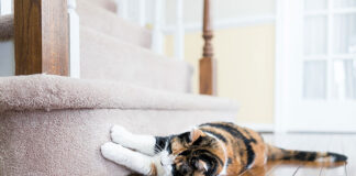 Co charakteryzuje karmę dla kota po sterylizacji